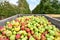 Apple harvest - crates of fresh apples for transport and sale