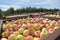 Apple harvest - crates of fresh apples for transport and sale