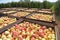 Apple harvest - crates of fresh apples for transport and sale