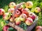 Apple harvest. Ripe red apples in the basket on the green grass.