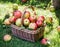 Apple harvest. Ripe red apples in the basket on the green grass.