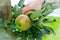 Apple harvesting child picking garden apple