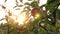 Apple harvesting. close-up. Red, ripe, juicy apples on branches in sun rays, at sunset, in farm orchard. autumn