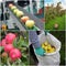 Apple harvesting collage