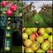 Apple harvesting collage
