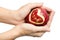 Apple,heart,love in woman hand isolate on white background