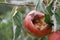 Apple with insects