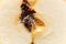 Apple with larva traces of a codling moth Cydia pomonella