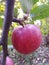 Apple lat. Malus domestica