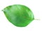 Apple leaf