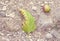 Apple and leaf fallen over a summer ground