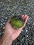 Apple mangoes that taste fresh and slightly sour.