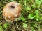 An apple with mold lies on the grass. the fruit of the apple tree rotted away. brown, soft apple with gray mold and insects.