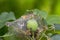 Apple Moon The larvae plaize the leafy leaves and apple fruits with a dense web and destroy them