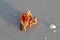 Apple murex snail eating a Florida fighting conch