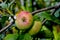 Apple named `Jakob Fischer, SchÃ¶ner vom Oberland` - Malus domestica - old cultivated apple from Baden-Wuerttemberg, Germany