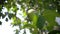 Apple orchard. Apple tree branches with green ripe fruits.