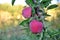 Apple orchard in autumn morning shot