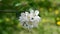 Apple orchard in bloom white flowers