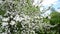 Apple orchard in bloom white flowers