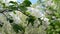 Apple orchard in bloom white flowers