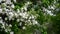 Apple orchard in bloom white flowers