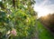 An apple orchard called `Altes Land` old country near Hamburg, Germany.