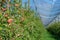 An apple orchard covered an against birds