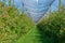 An apple orchard covered an against hail and birds in Spain