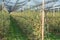 Apple orchard covered with anti hail net