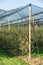 Apple orchard covered with anti hail net