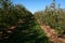 Apple Orchard in early fall