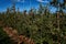 Apple Orchard in early fall