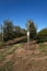 Apple Orchard in early fall