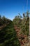 Apple Orchard in early fall