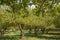 Apple Orchard, Fruita Historical District, Capitol Reef National Park