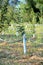 Apple orchard  with grafted trees protected with bordeaux mixture