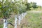 Apple orchard  with grafted trees protected with bordeaux mixture