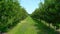 Apple orchard with green fruits