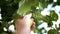 Apple orchard. Hand plucks ripe green apple from the brahcn