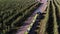 Apple orchard, harvest of apples, tractor carries large wooden boxes full of green apples, top view, aero video