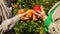 Apple orchard, harvest time. Man and woman hand pick ripe apple. Man giving girl apples from hands to hands in garden