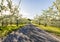 A Apple orchard with many blooming trees with white and pink flowers during summer