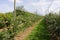 Apple orchard with nets