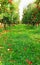 apple orchard in october ready for  harvesting image