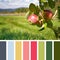 Apple orchard palette