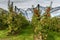 Apple orchard. Red, ripe apples hanging in apple trees