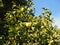 Apple orchard, ripe fruits hanging on branch