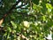 Apple orchard, ripe fruits hanging on branch