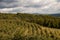 Apple orchard Rows Aerial View